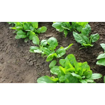 Spinach (34)-8010164-72456.webp